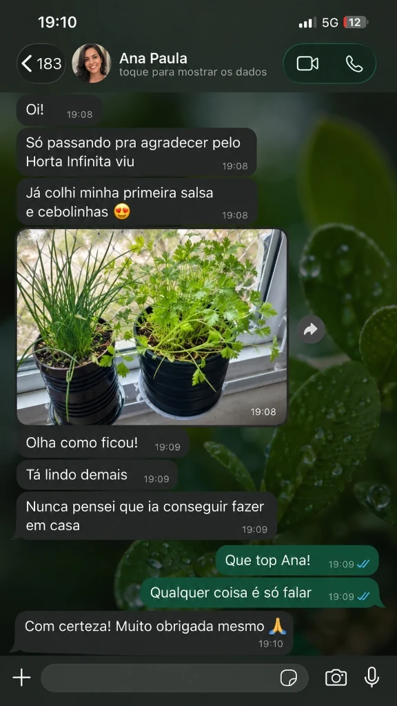Conversa de WhatsApp de Ana Paula colhendo salsa e cebolinha no peitoril da janela