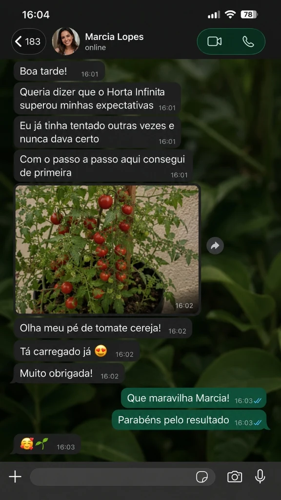 Conversa de WhatsApp de Marcia Lopes com pé de tomate cereja carregado em vaso