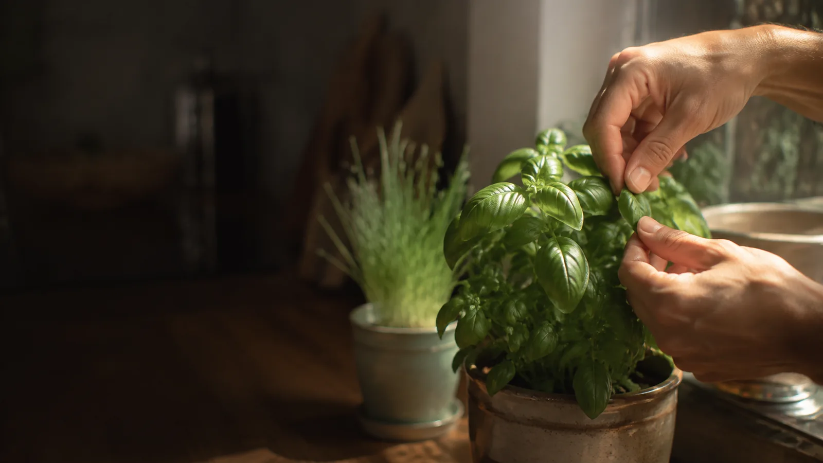 Colheita fresca de hortaliças cultivadas em casa